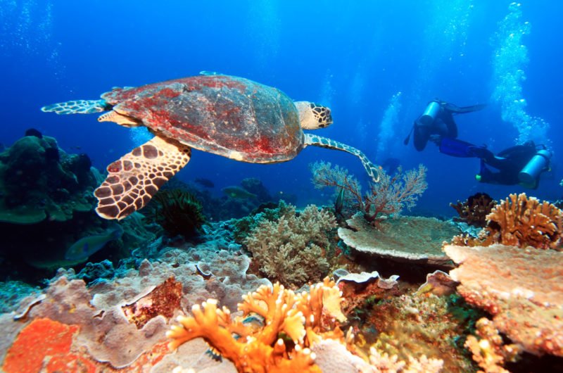 Swimming green turtle (Chelonia mydas), Bali, Indonesia