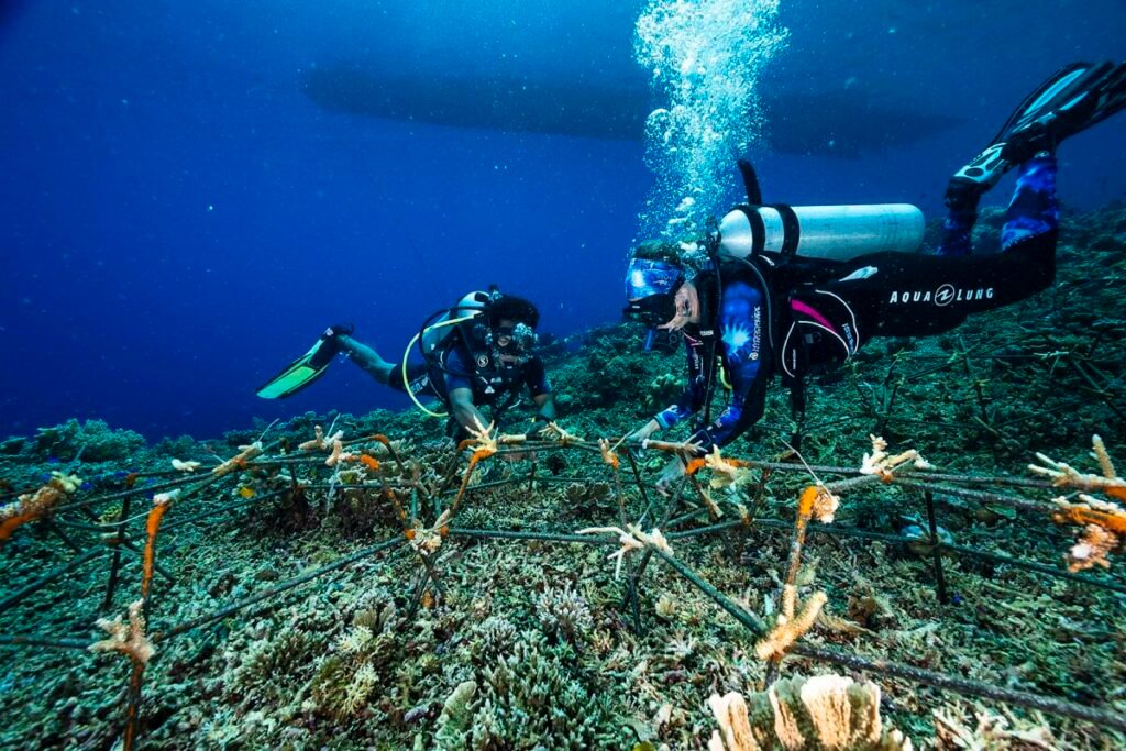 Coral Restoraton