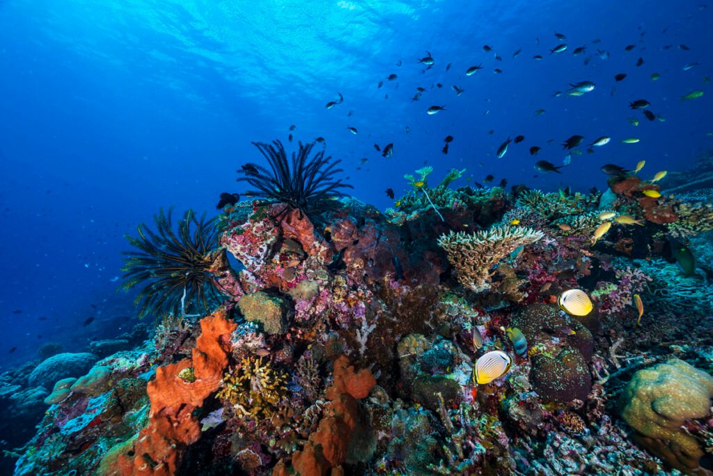 Reef and fish