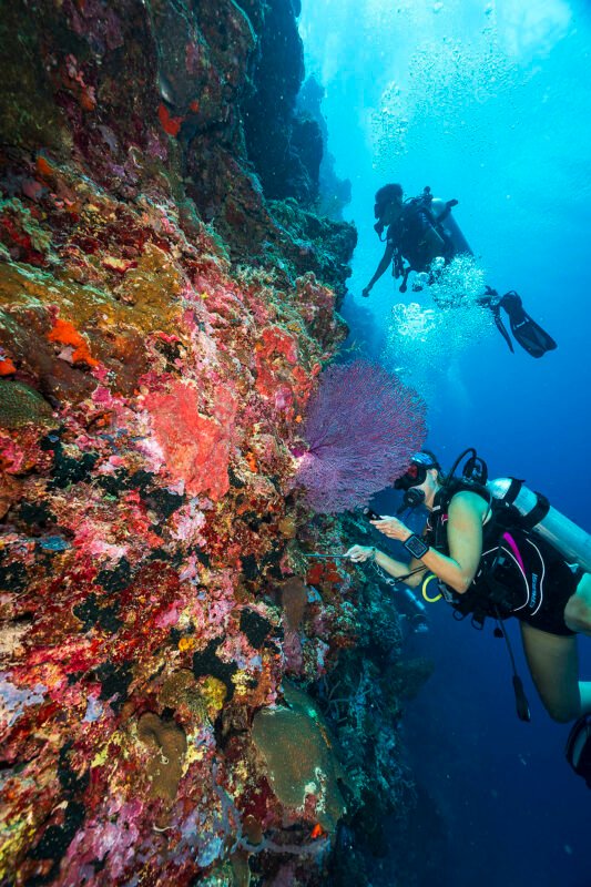Sea Fan_Turtle Wall