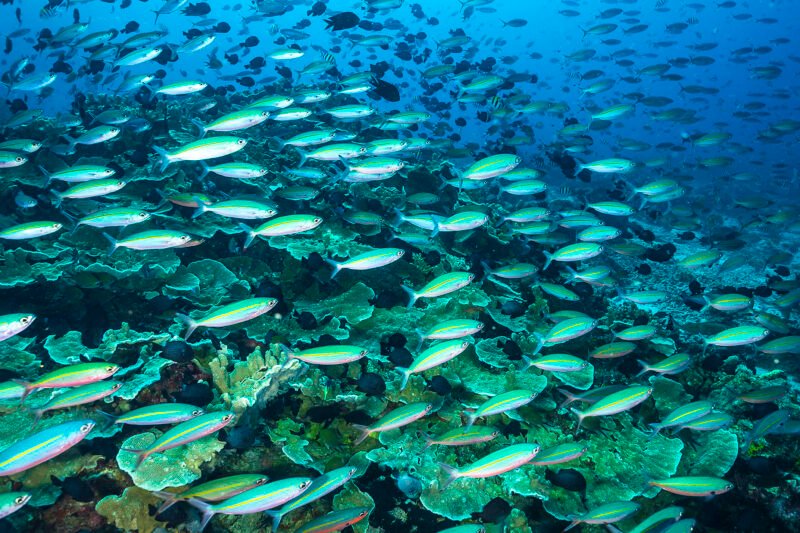 Wall of Fish